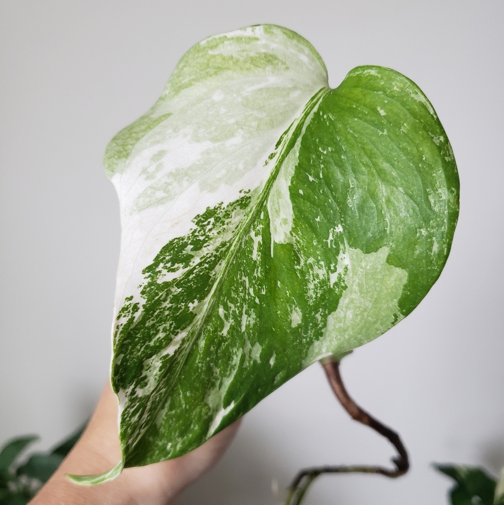 Monstera albo